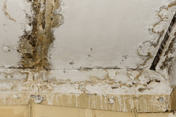 Best Industrial Mold Remediation  in Mount Kisco, NY