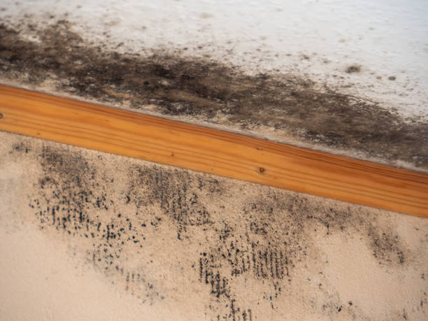 Best Indoor Air Quality Assessment  in Mount Kisco, NY