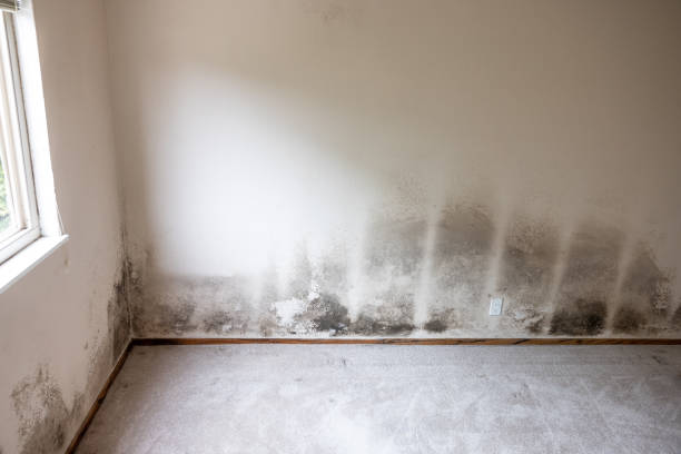 Best Mold Odor Removal Services  in Mount Kisco, NY