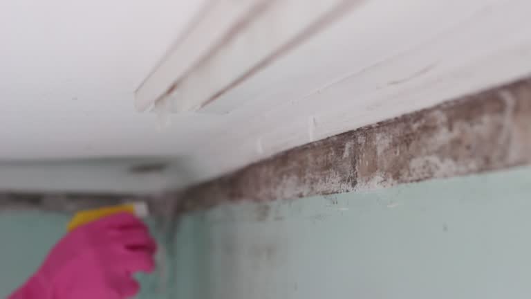 Best Post-Construction Mold Inspection  in Mount Kisco, NY